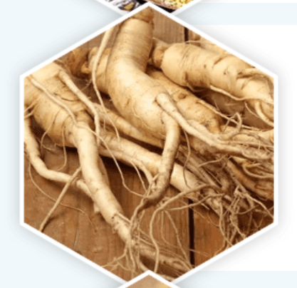 Panax Ginseng