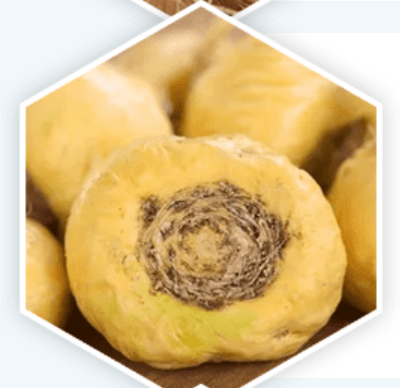 Maca root