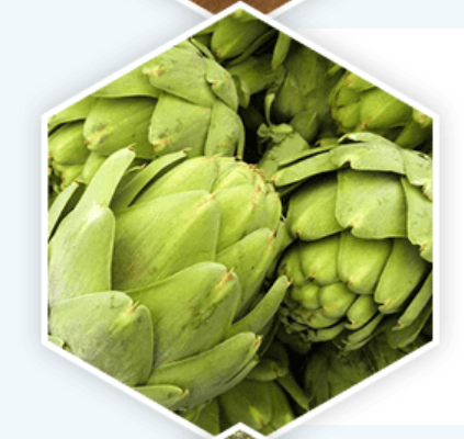 Artichoke Extract