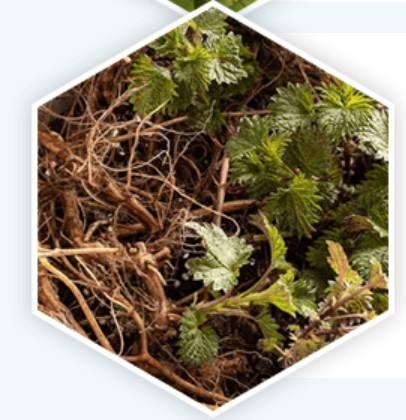 Nettle Root